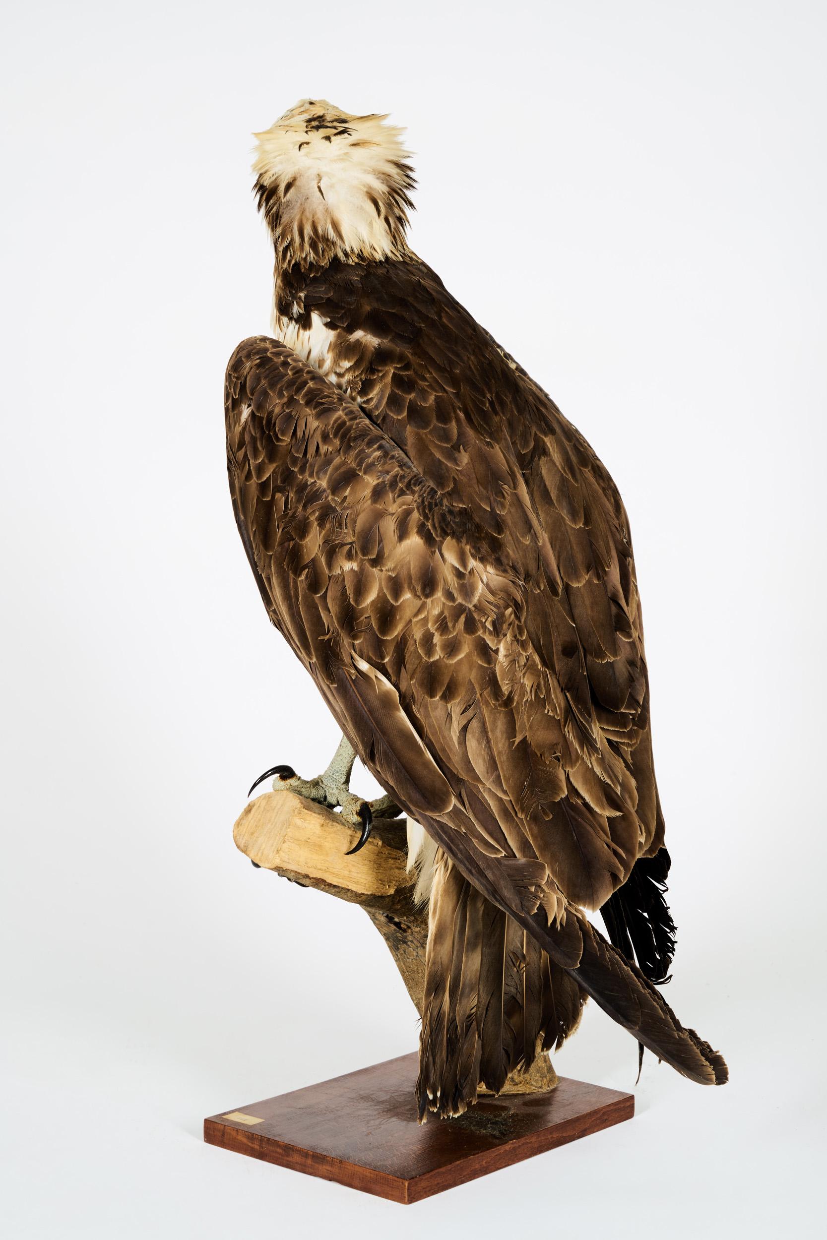 Westerne Osprey ou Hawk Haliaetus 'Pandion Haliaetus', Cites II/A dd 10/03/2 Bon état - En vente à Leuven , BE