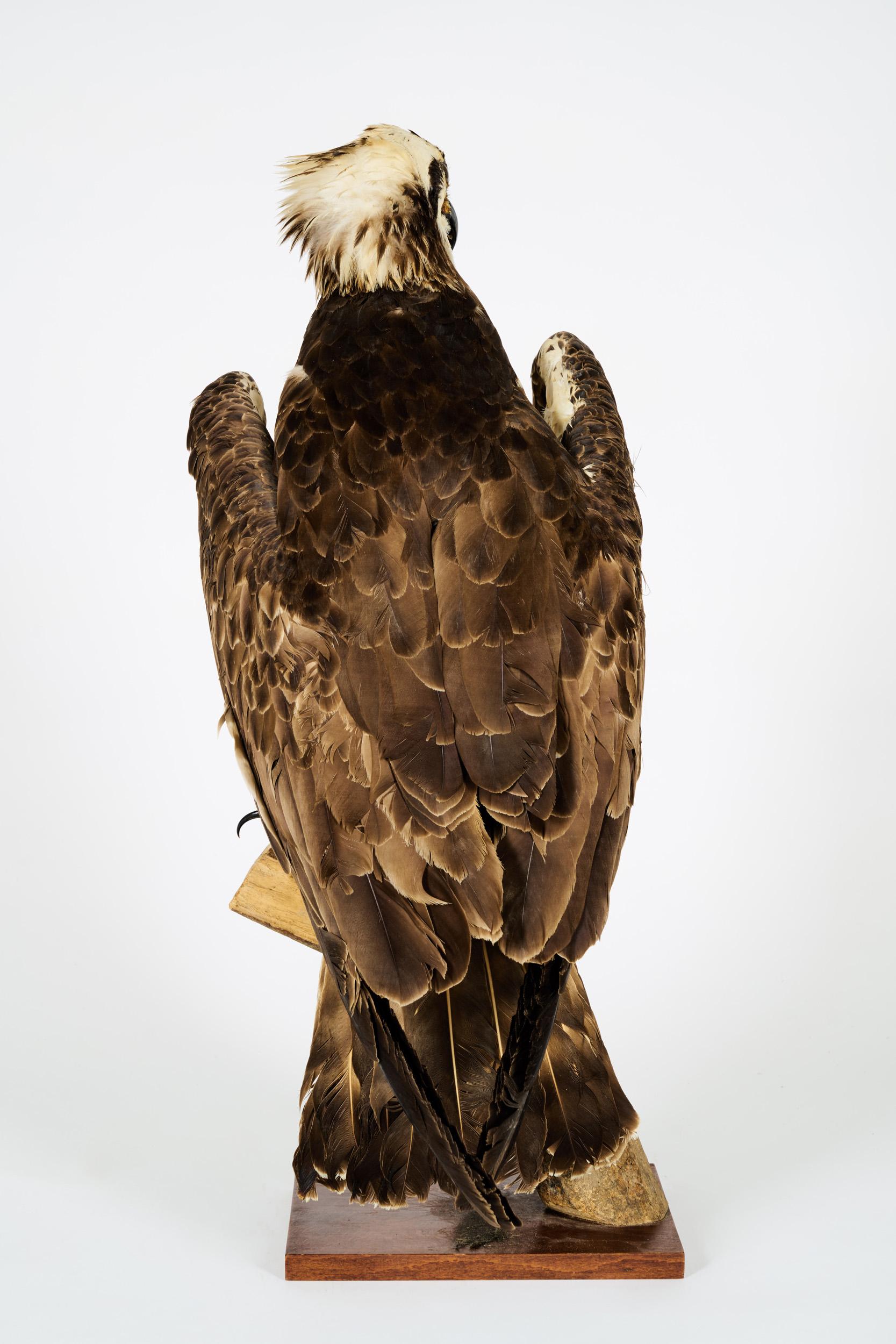 20ième siècle Westerne Osprey ou Hawk Haliaetus 'Pandion Haliaetus', Cites II/A dd 10/03/2 en vente