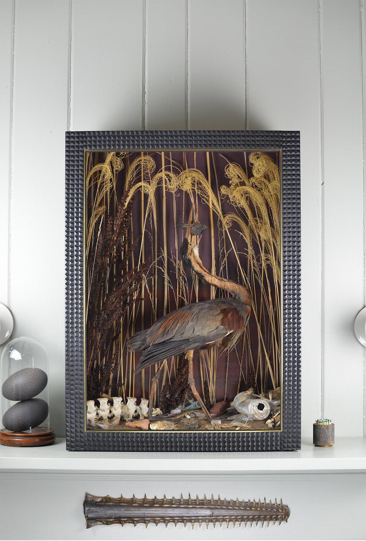 Vittoriano Diorama illuminato di storia naturale con airone rosso, In magazzino in vendita