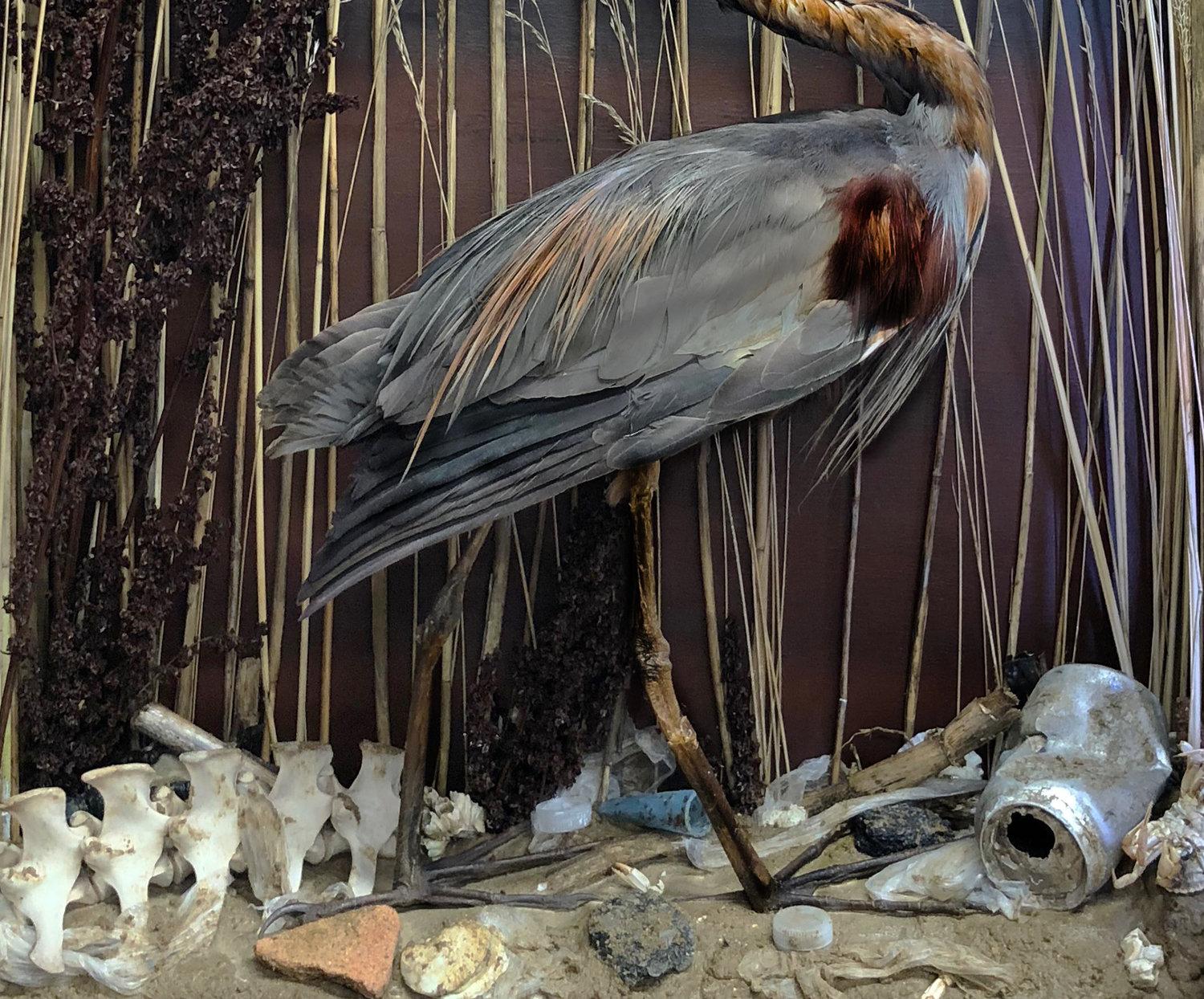 Americano Diorama illuminato di storia naturale con airone rosso, In magazzino in vendita
