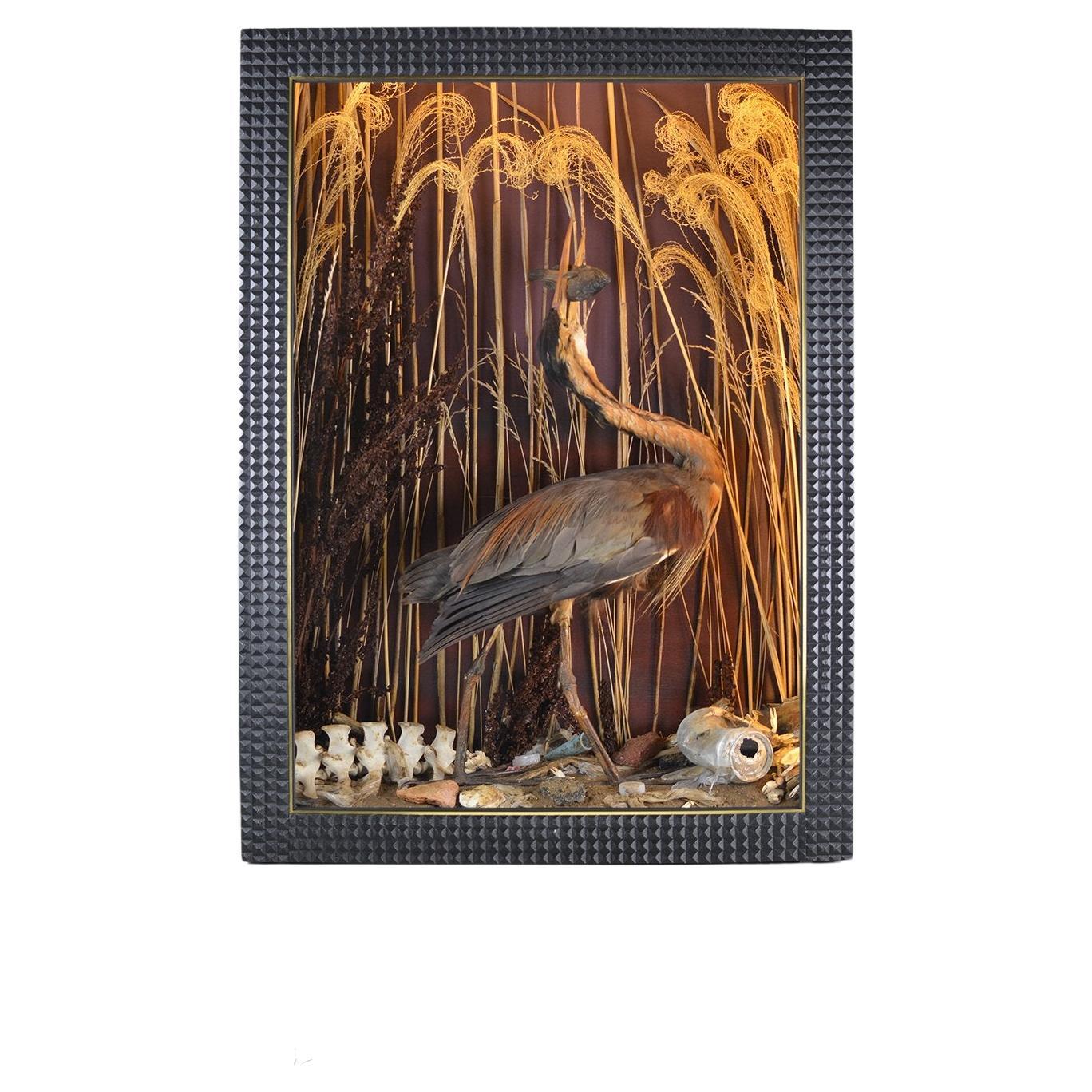Diorama d'histoire naturelle illuminé Scène Nature avec Héron pourpré, en stock en vente