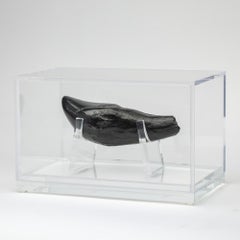 Whale's Tooth mounted on custom acrylic base