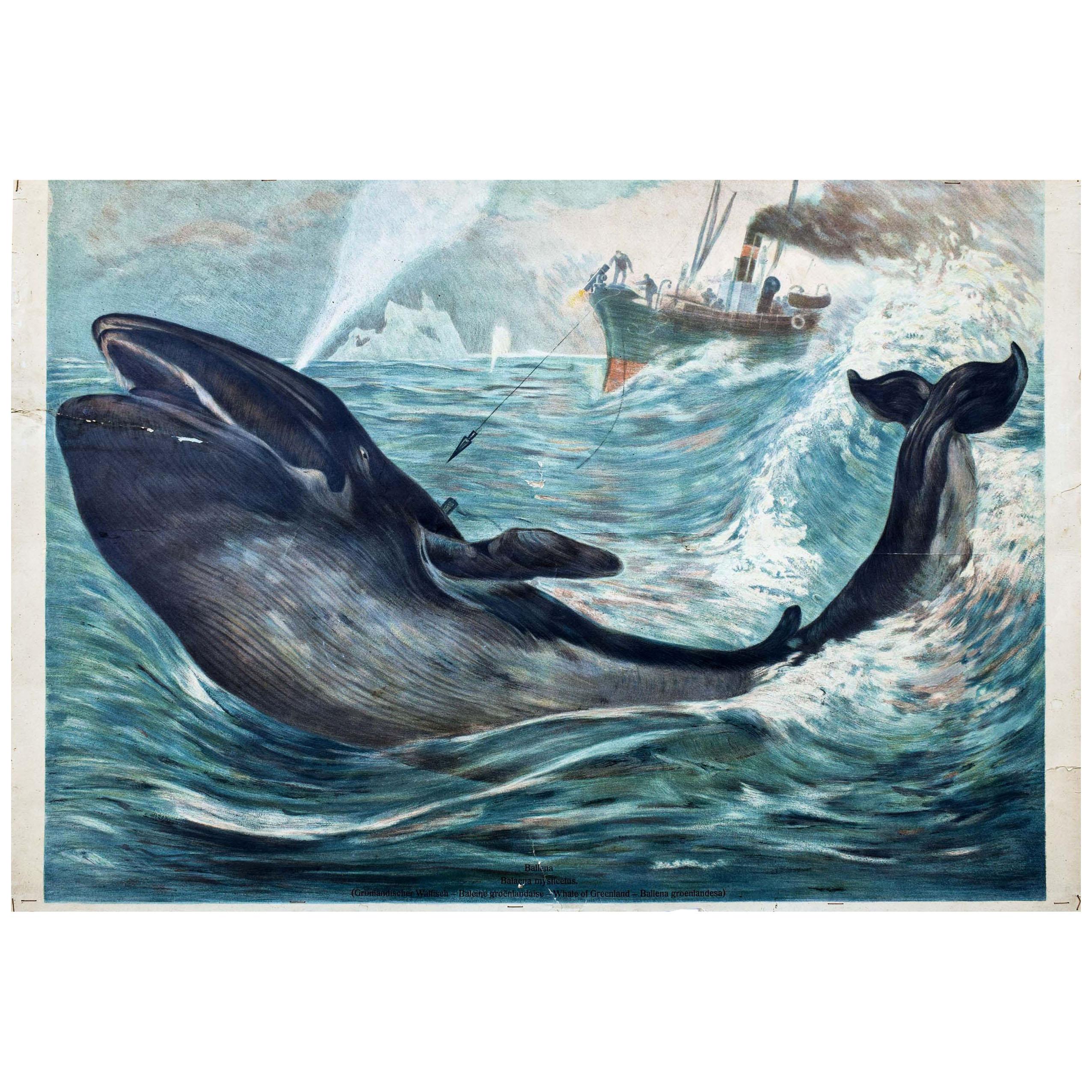 Whaling, Vintage Wall Chart For Sale at 1stDibs