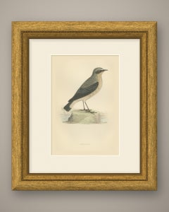 Wheatear Standing by Water, Antique Hand Colored Bird Print, Morris, 1896