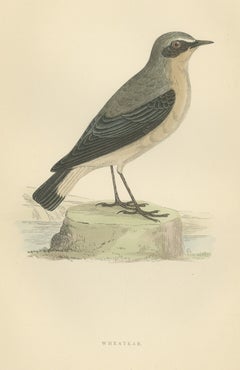 Wheatear Standing by Water, Antique Hand Colored Bird Print, Morris, 1896