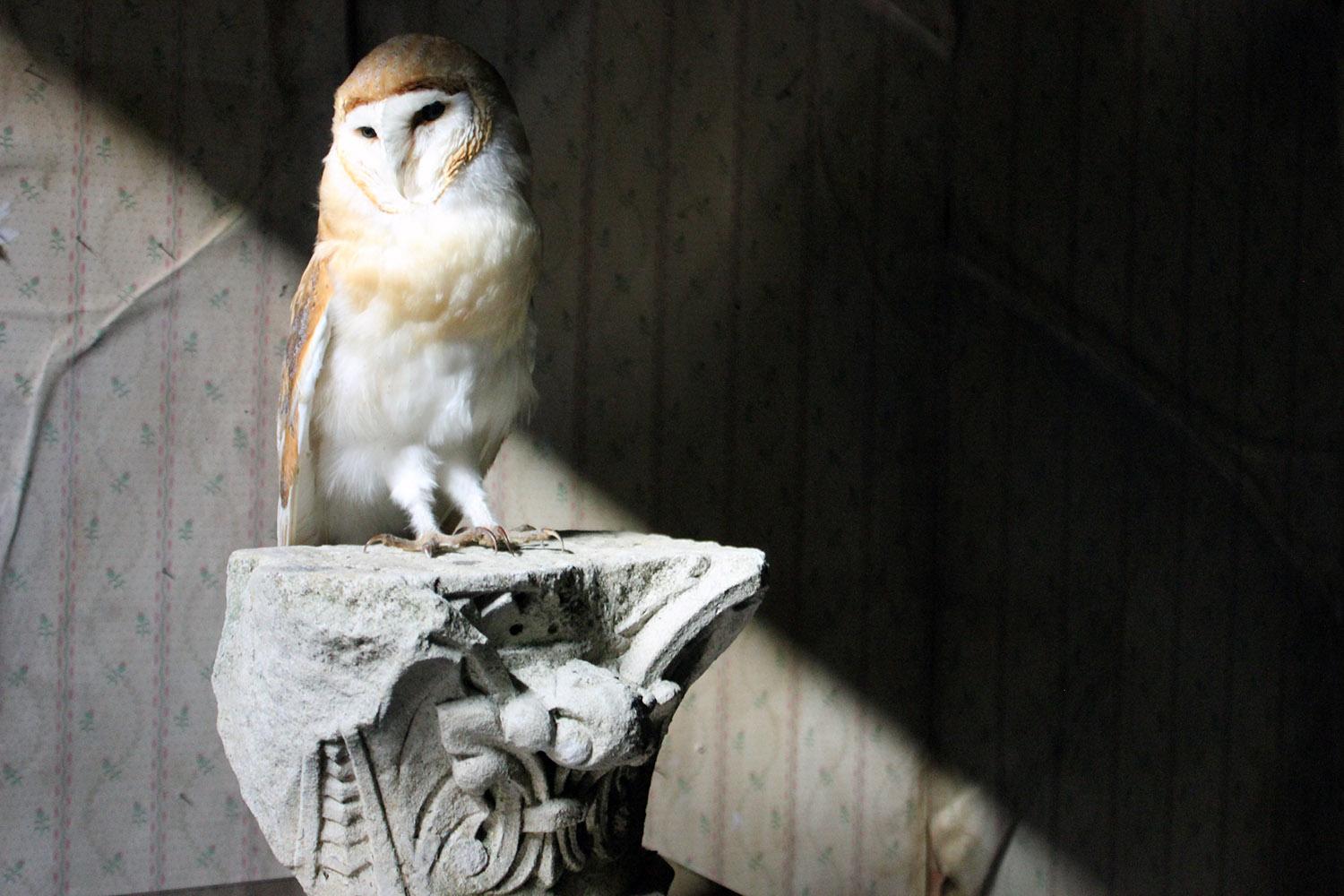 The large and fine stuffed and mounted barn owl (Tyto alba) specimen*, poised in a resting position upon an English classically carved limestone architectural capital fragment depicting acanthus with traces of paint, the whole a sculptural