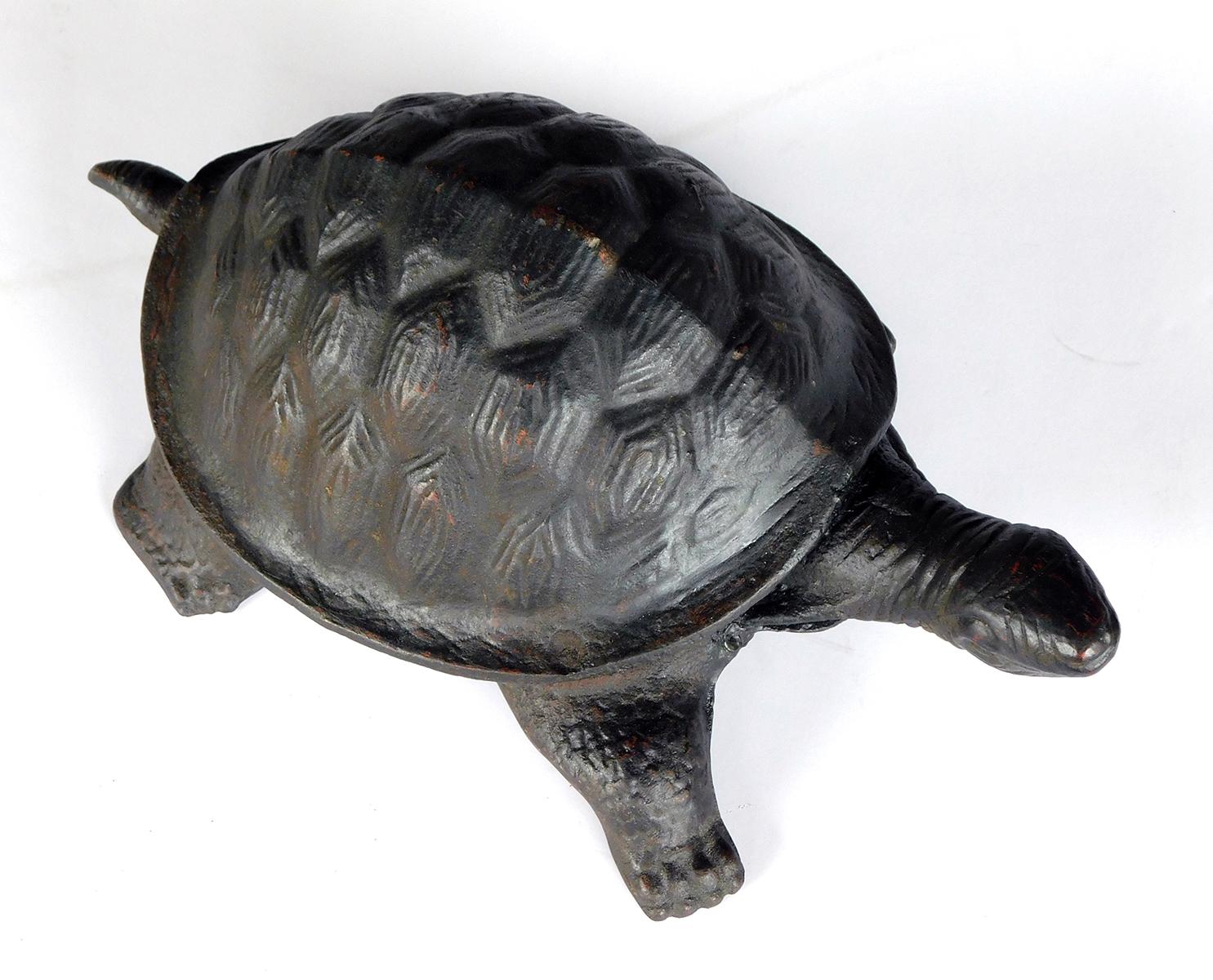 The expressive turtle with head gazing upwards; with well-delineated shell.