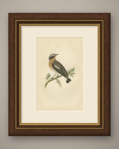 Whinchat on a Conifer Twig, Hand Colored Wood Engraving, Morris, 1896