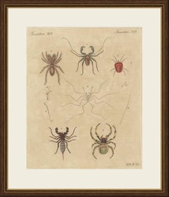 Whip Scorpion, Tarantula and Red Mite, Antique Bertuch Print, circa 1820