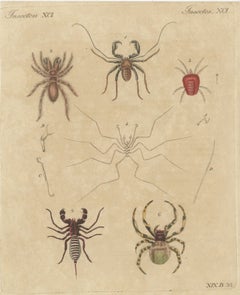 Whip Scorpion, Tarantula and Red Mite, Antique Bertuch Print, circa 1820