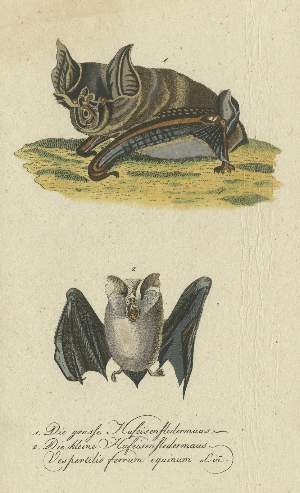 Zwei Arten von Hufeisenfledermäusen, erkennbar an der charakteristischen hufeisenförmigen Struktur um ihre Nasen. Dieses anatomische Merkmal ist typisch für die Gattung der Hufeisennasen (Rhinolophus), die für ihre Rolle bei der Echoortung bekannt