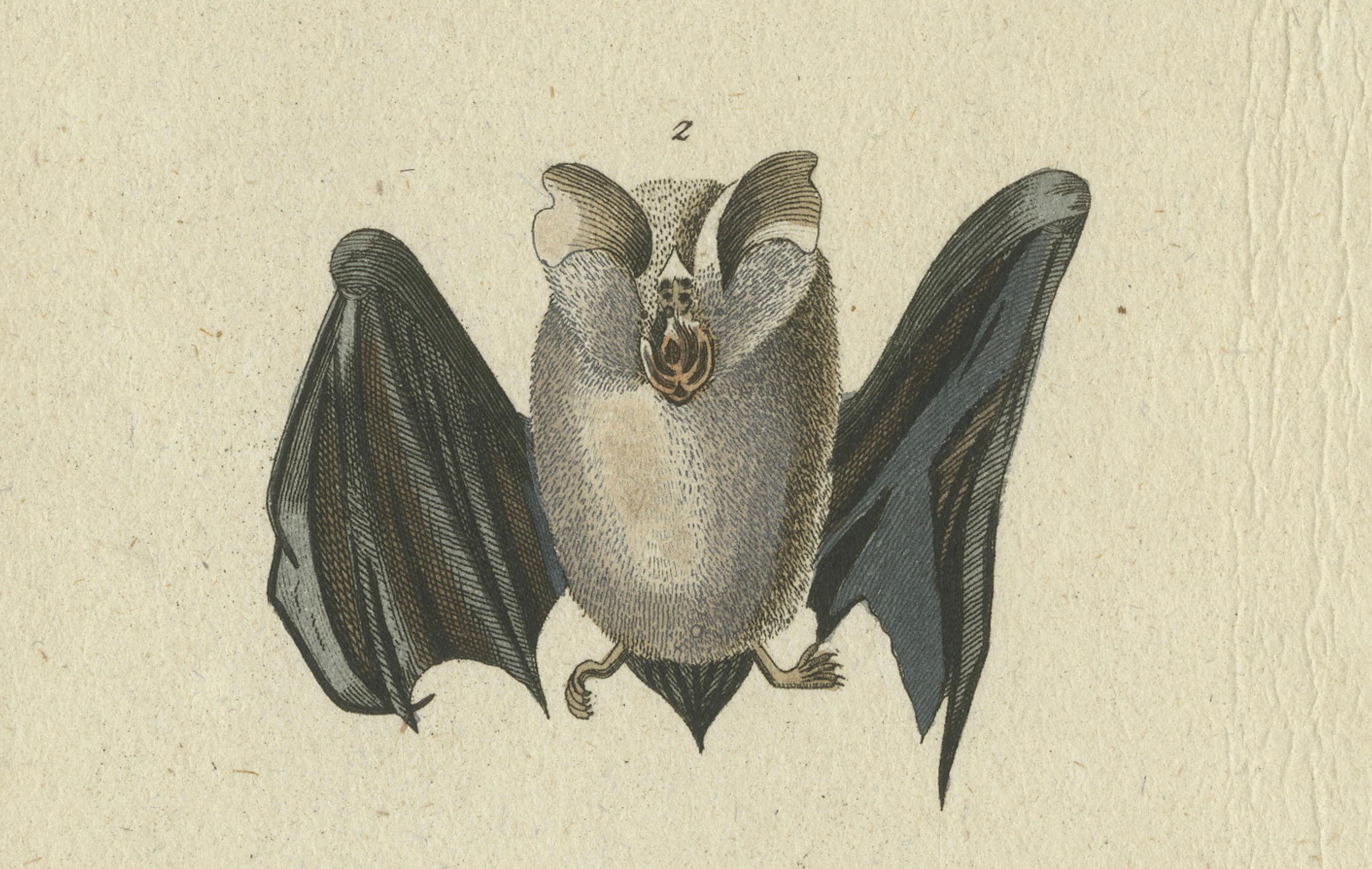 The Whispers of the Night: Anatomische Eleganz der Hufeisenfledermäuse, 1775 (Graviert) im Angebot