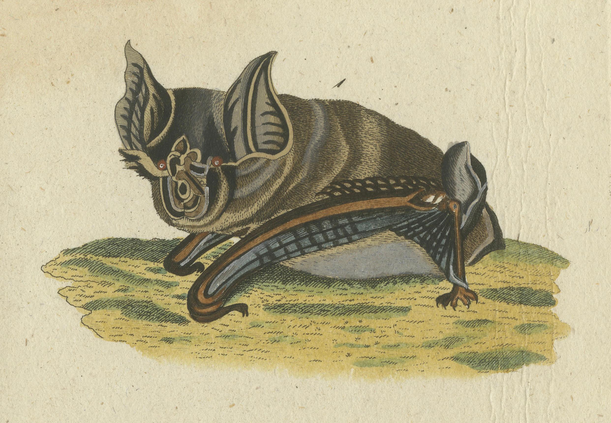 The Whispers of the Night: Anatomische Eleganz der Hufeisenfledermäuse, 1775 im Zustand „Gut“ im Angebot in Langweer, NL