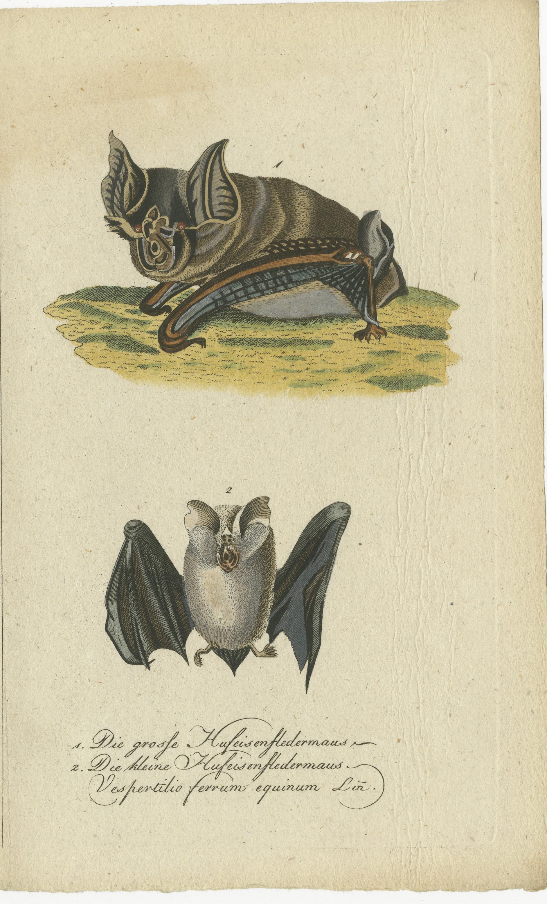 The Whispers of the Night: Anatomische Eleganz der Hufeisenfledermäuse, 1775 (Spätes 18. Jahrhundert) im Angebot
