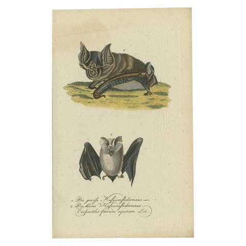 Whispers of the Night: Anatomical Elegance of Horseshoe Bats, 1775