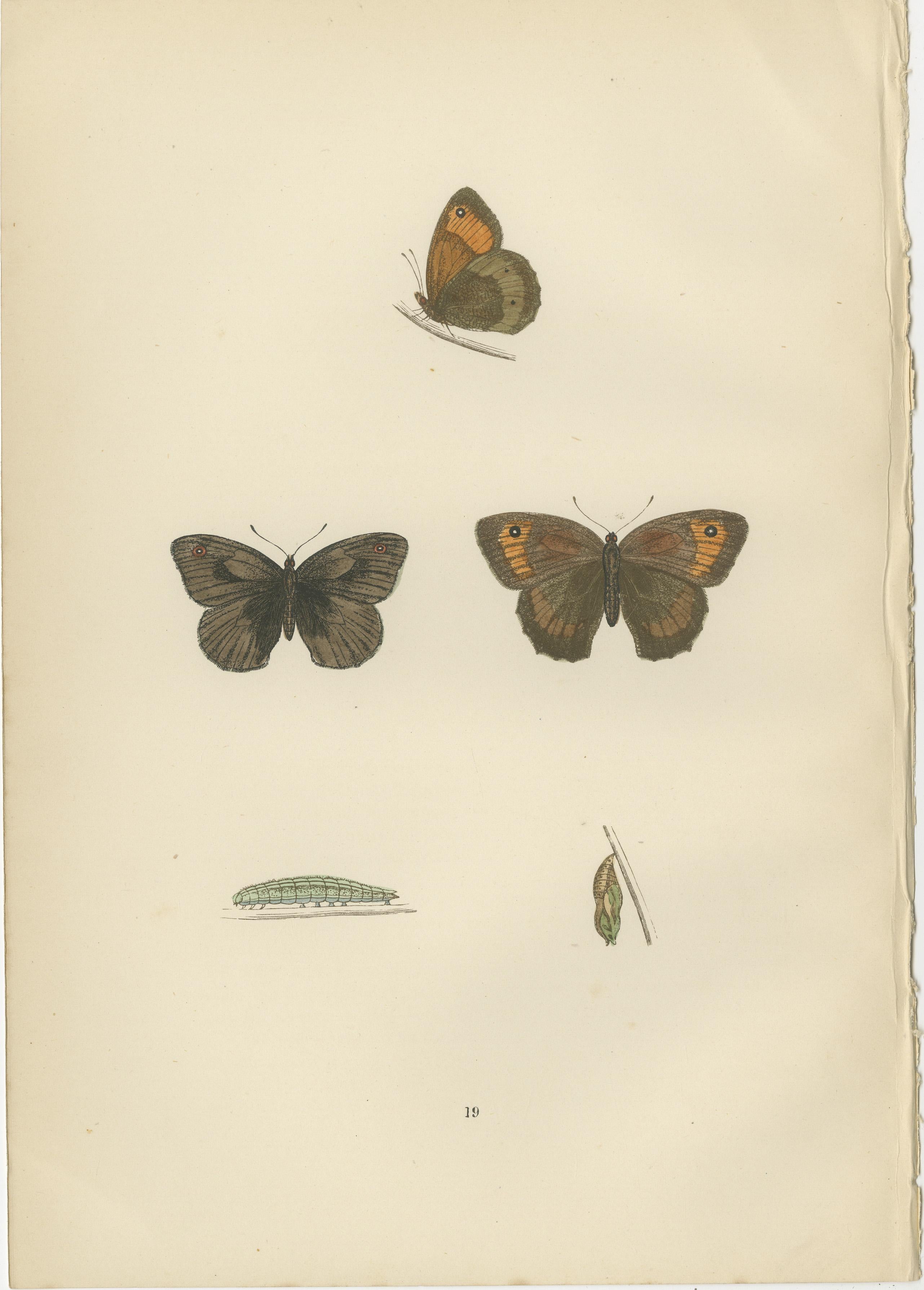 The butterflies presented in these hand-colored plates from the 1890 edition of 'A History of British Butterflies' by Morris include:

1. **Large Meadow Brown (likely Maniola jurtina)** - This butterfly typically showcases wings that are a rich,