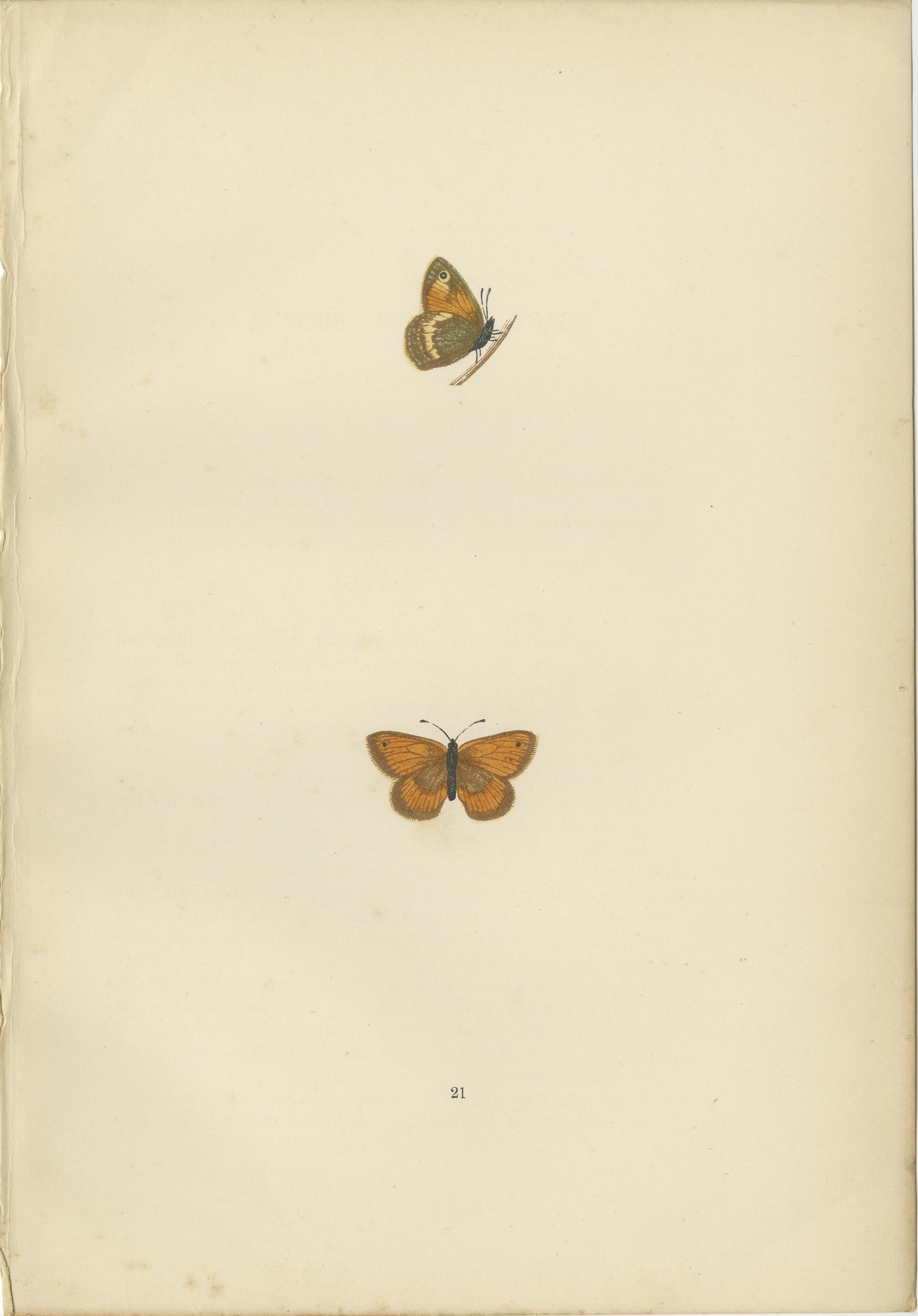 Late 19th Century Whispers of Wings: A Butterfly Triptych Collage, 1890 For Sale