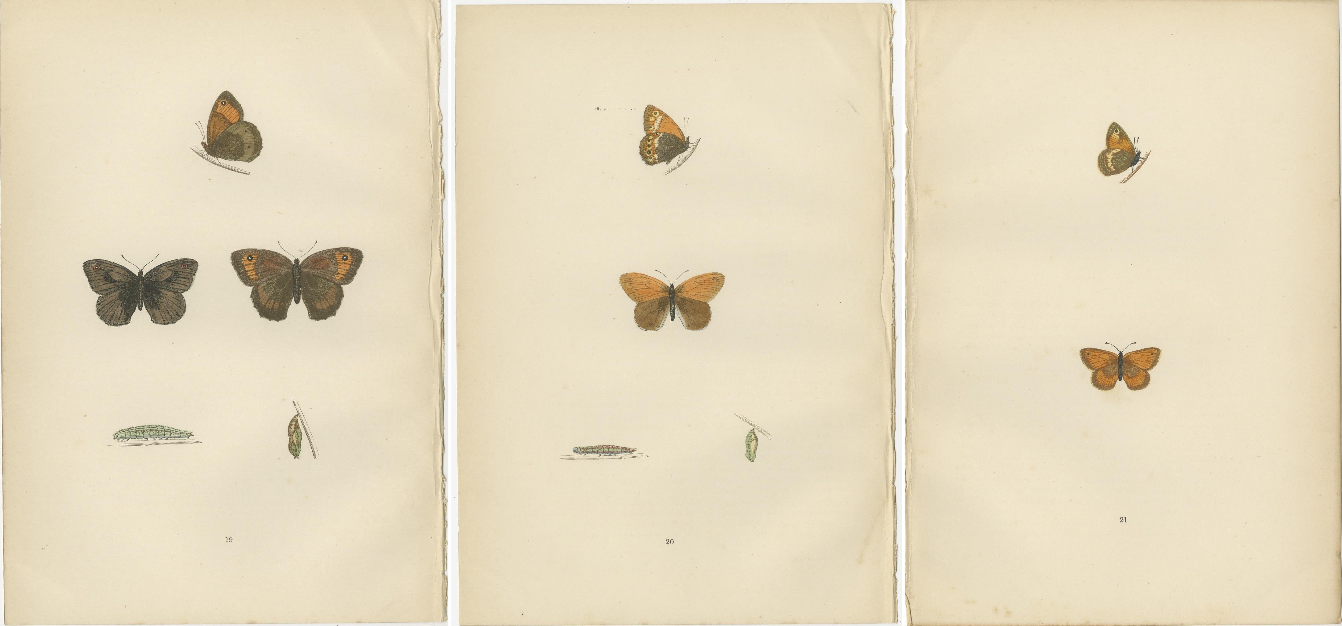 Paper Whispers of Wings: A Butterfly Triptych Collage, 1890 For Sale