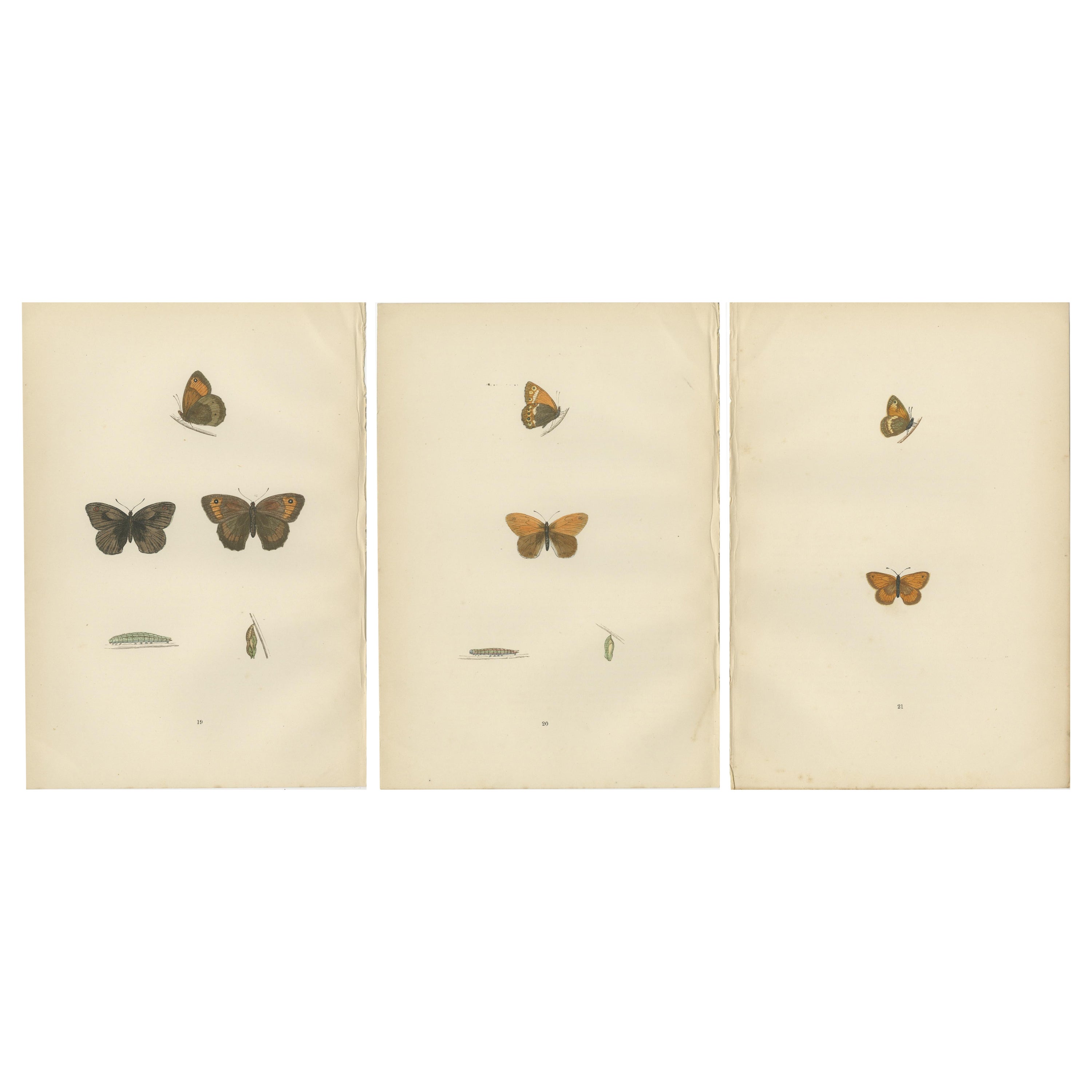 Sussurri di ali: Trittico di farfalle a collage, 1890