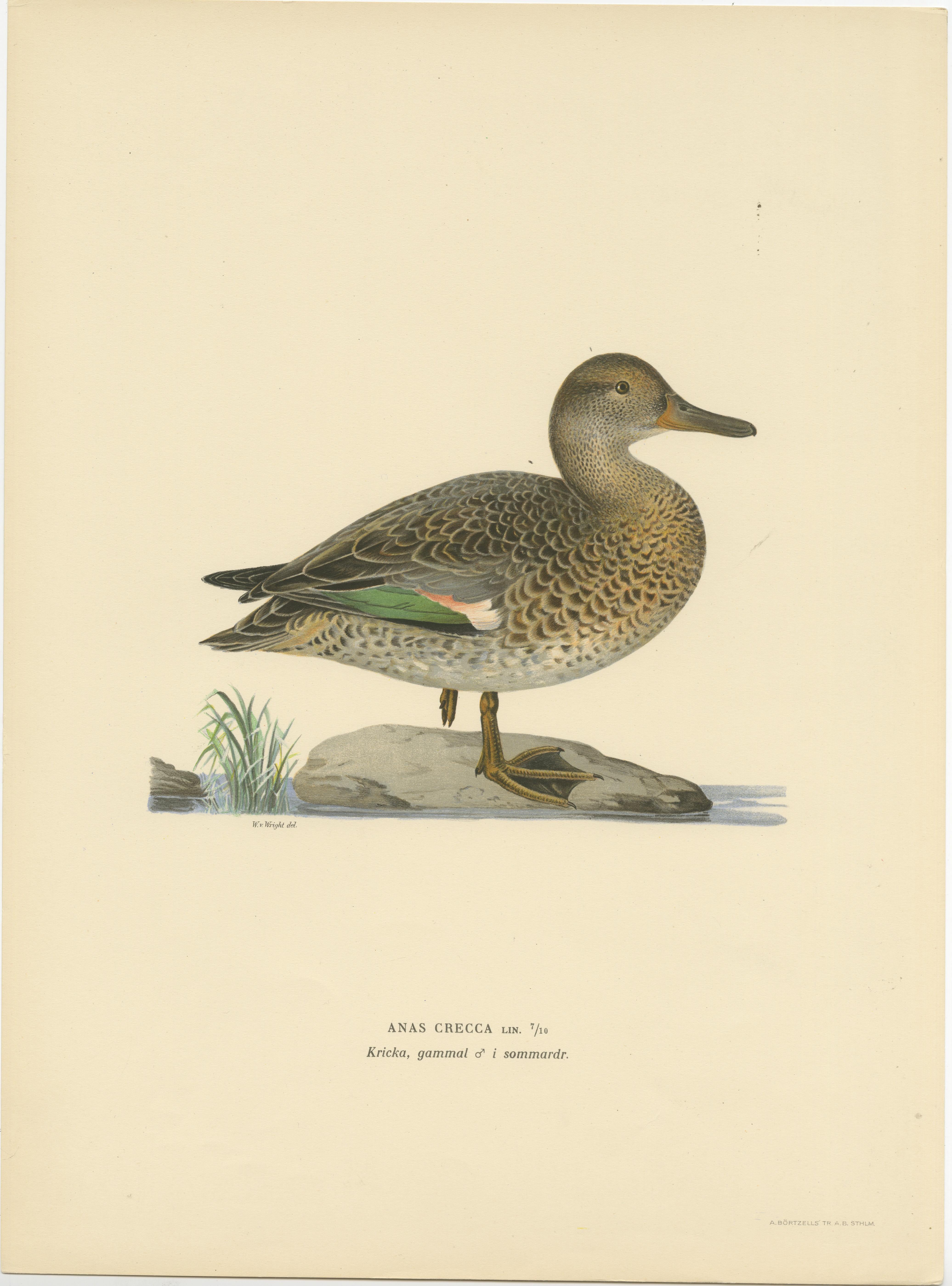 This original image is a vintage bird print titled 'Anas Crecca', which depicts the European teal. This is a small dabbling duck, known for its striking green wing patch and whistling calls. The artwork comes from 