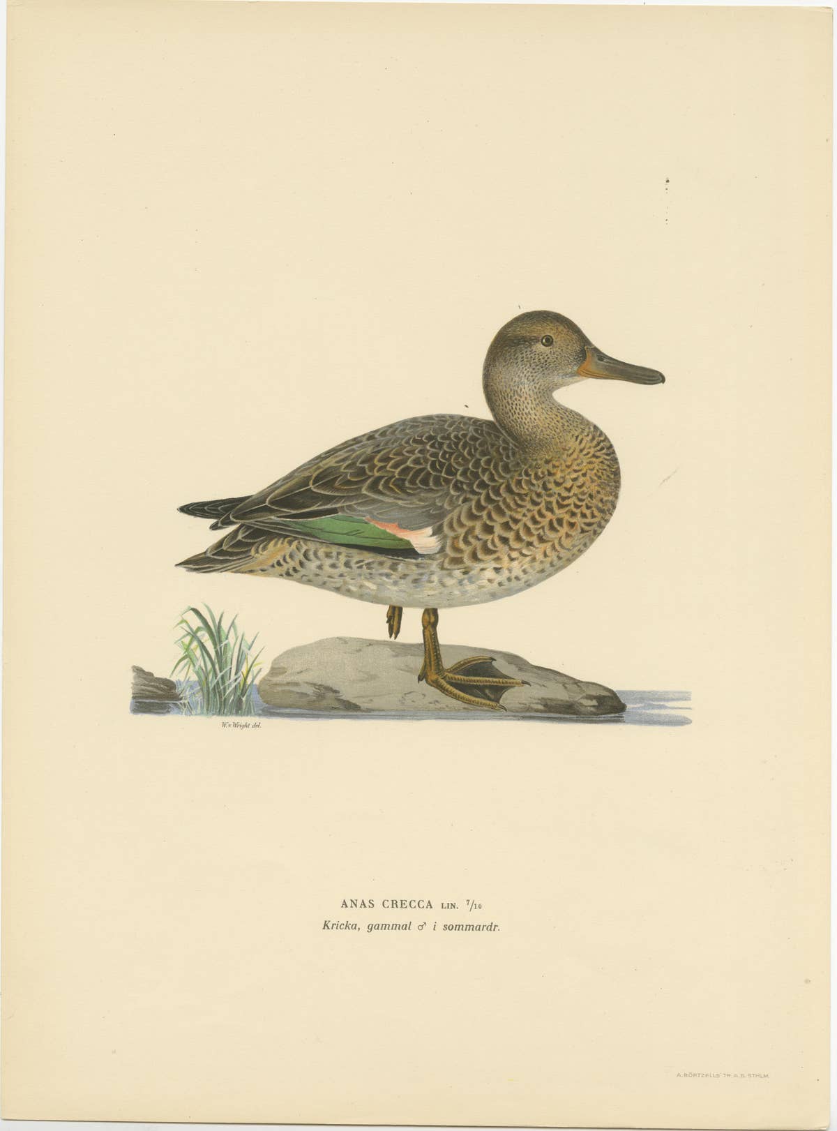 Whistles on the Wing: The European Teal by Magnus von Wright, 1929