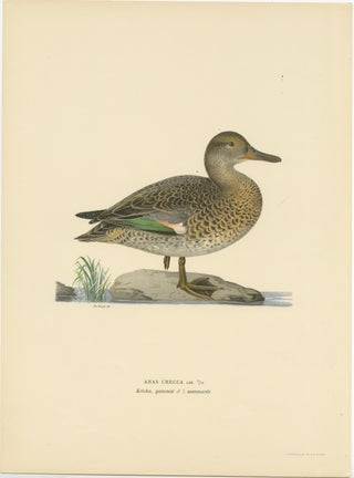 Whistles on the Wing: The European Teal by Magnus von Wright, 1929, view 2