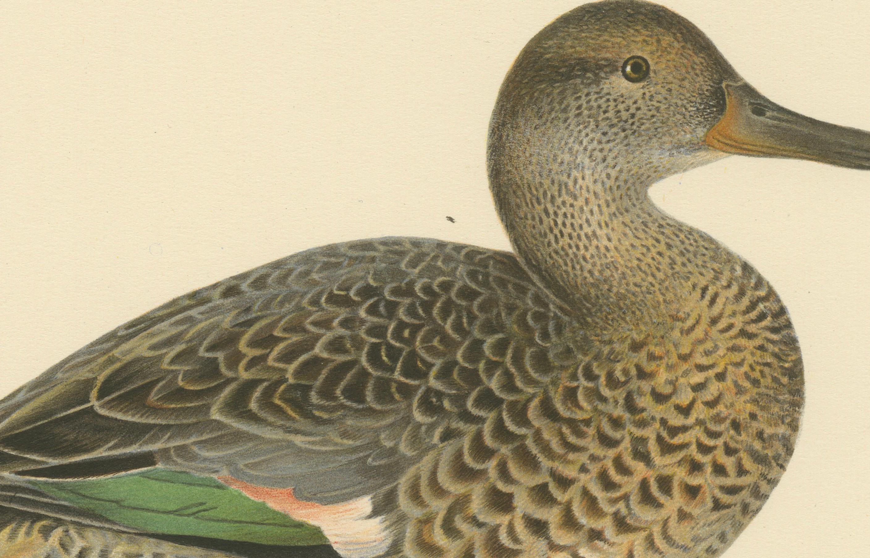 Whistles on the Wing: The European Teal by Magnus von Wright, 1929 In Good Condition For Sale In Langweer, NL