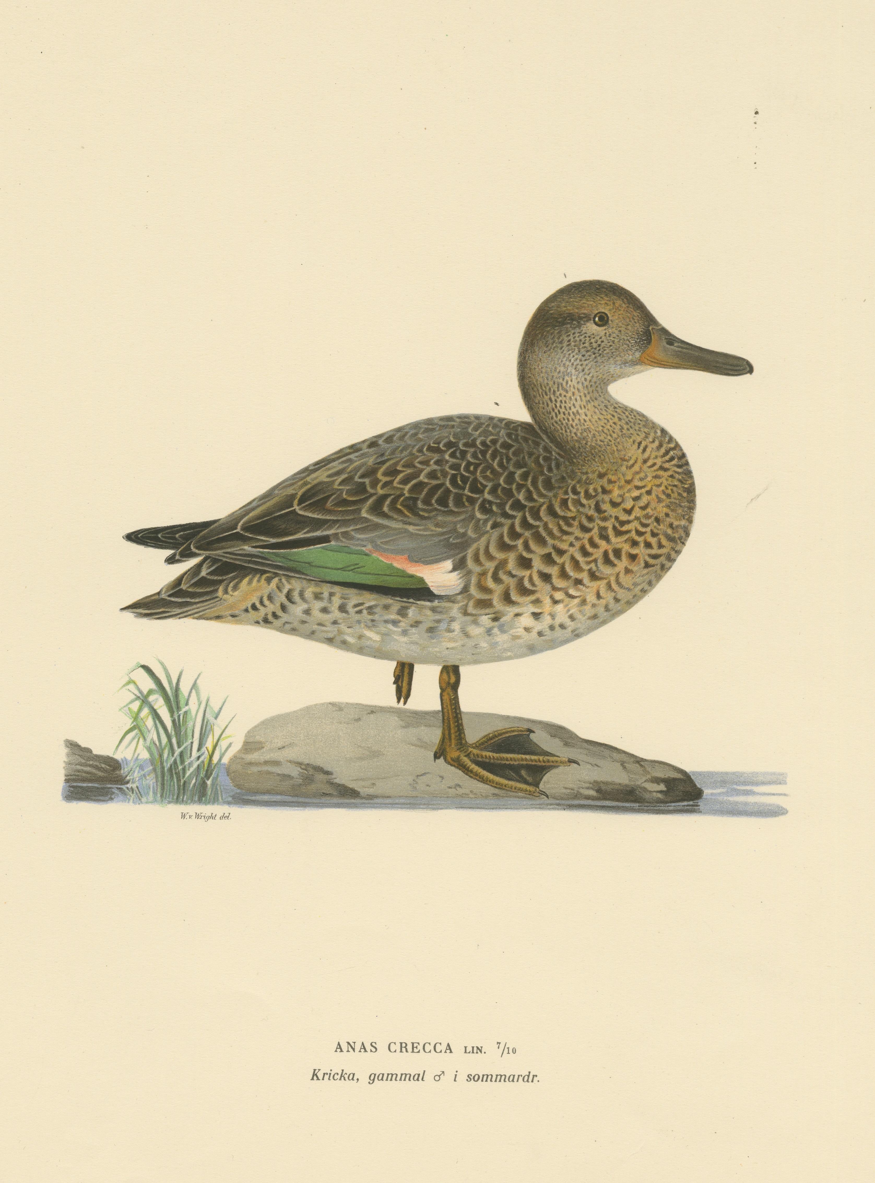 20th Century Whistles on the Wing: The European Teal by Magnus von Wright, 1929 For Sale