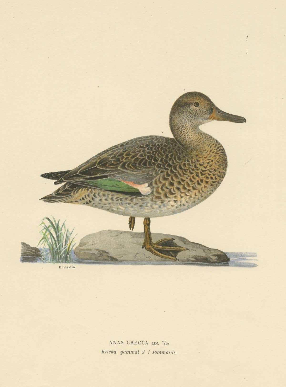 Whistles on the Wing: The European Teal by Magnus von Wright, 1929