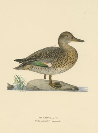 Whistles on the Wing: The European Teal by Magnus von Wright, 1929, view 4