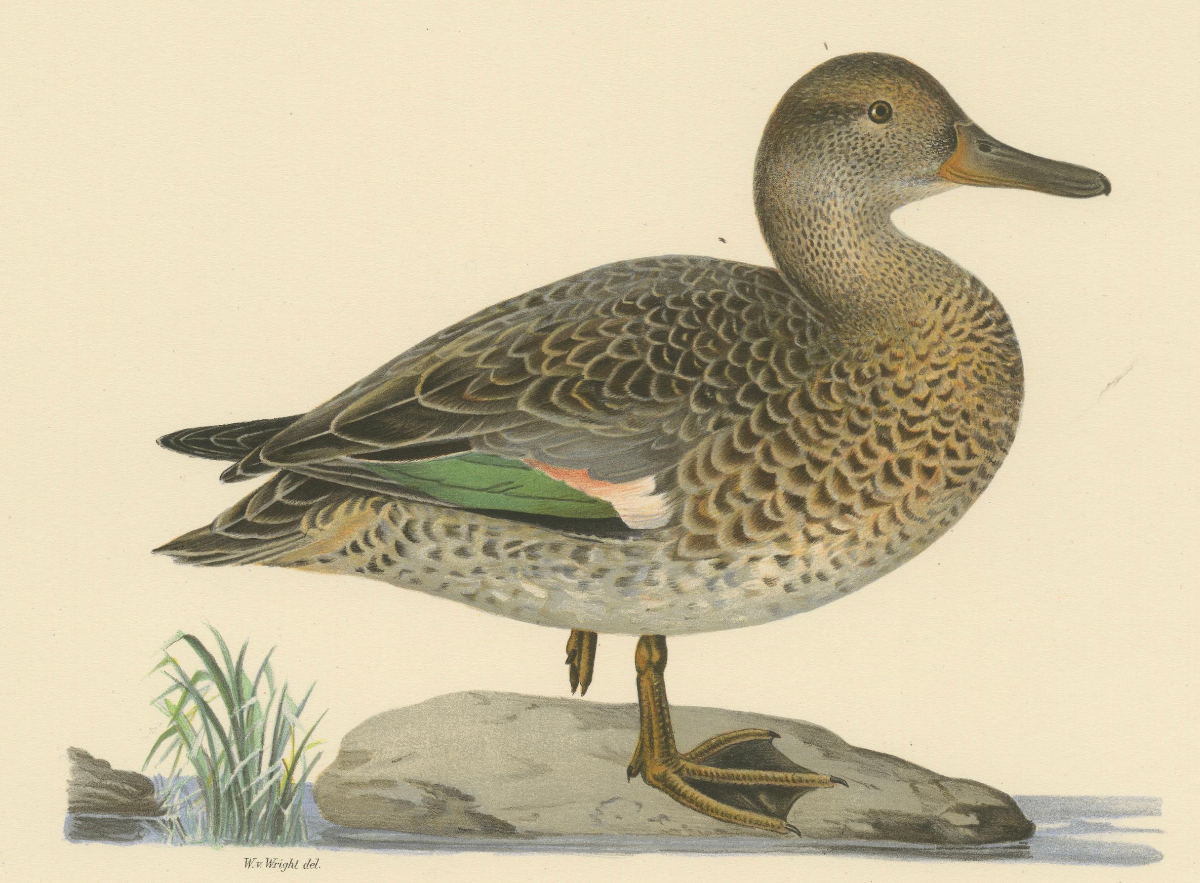 Paper Whistles on the Wing: The European Teal by Magnus von Wright, 1929 For Sale