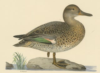 Whistles on the Wing: The European Teal by Magnus von Wright, 1929, view 5