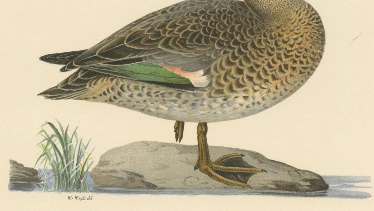 Whistles on the Wing: The European Teal by Magnus von Wright, 1929