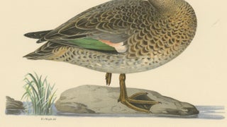 Whistles on the Wing: The European Teal by Magnus von Wright, 1929, view 6