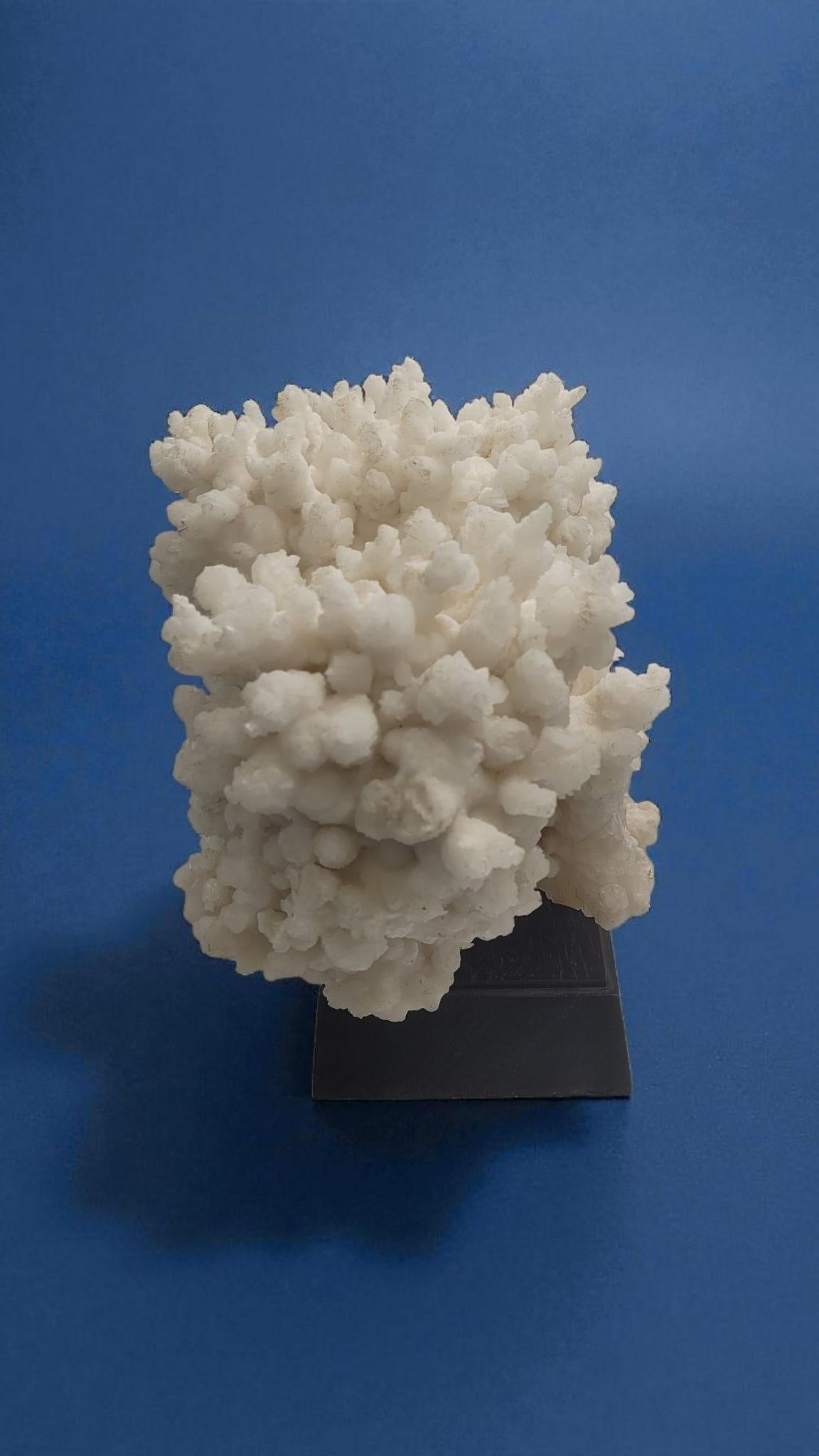 Aragonite bianca, minerale proveniente dal Messico, su base di legno in vendita 1