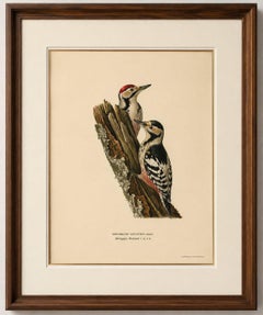 White-Backed Woodpecker Pair on Woodland Trunk – Swedish Bird Print, 1929