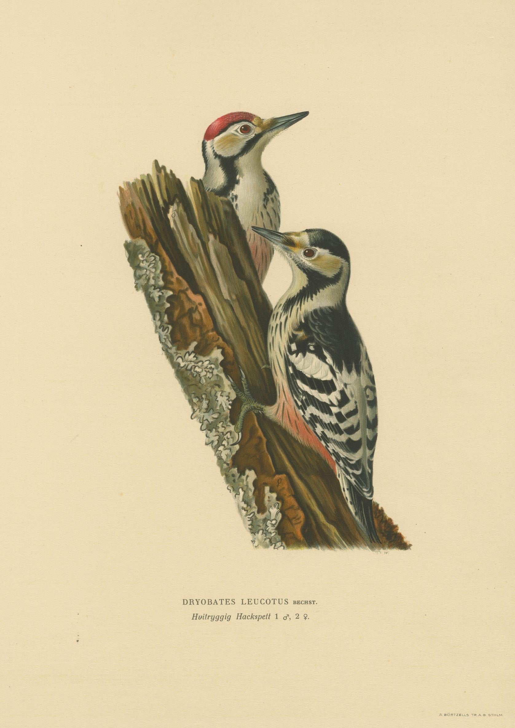 White-Backed Woodpecker Pair on Woodland Trunk – Swedish Bird Print, 1929