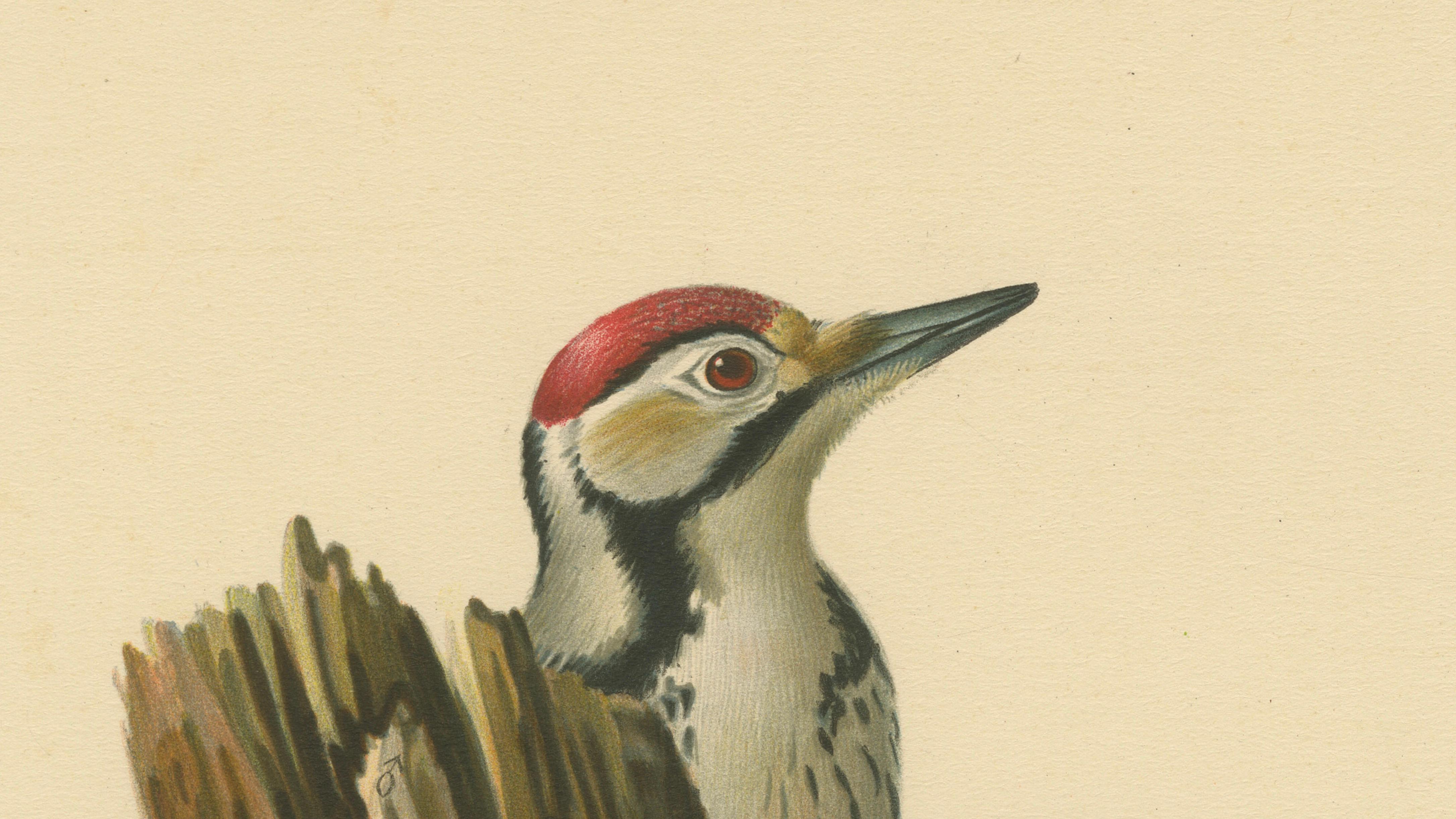 White-Backed Woodpecker Pair on Woodland Trunk – Swedish Bird Print, 1929
