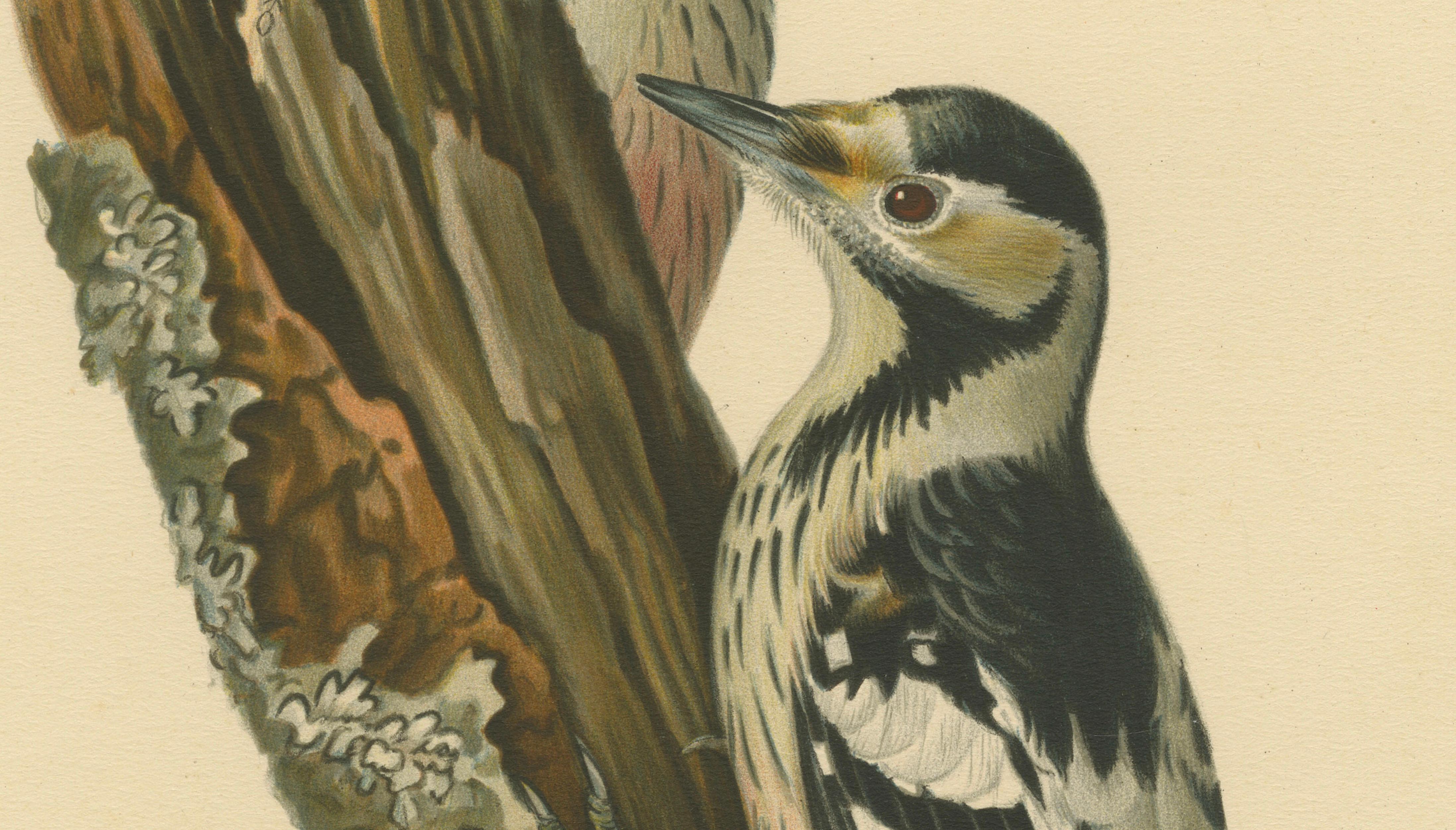 White-Backed Woodpecker Pair on Woodland Trunk – Swedish Bird Print, 1929