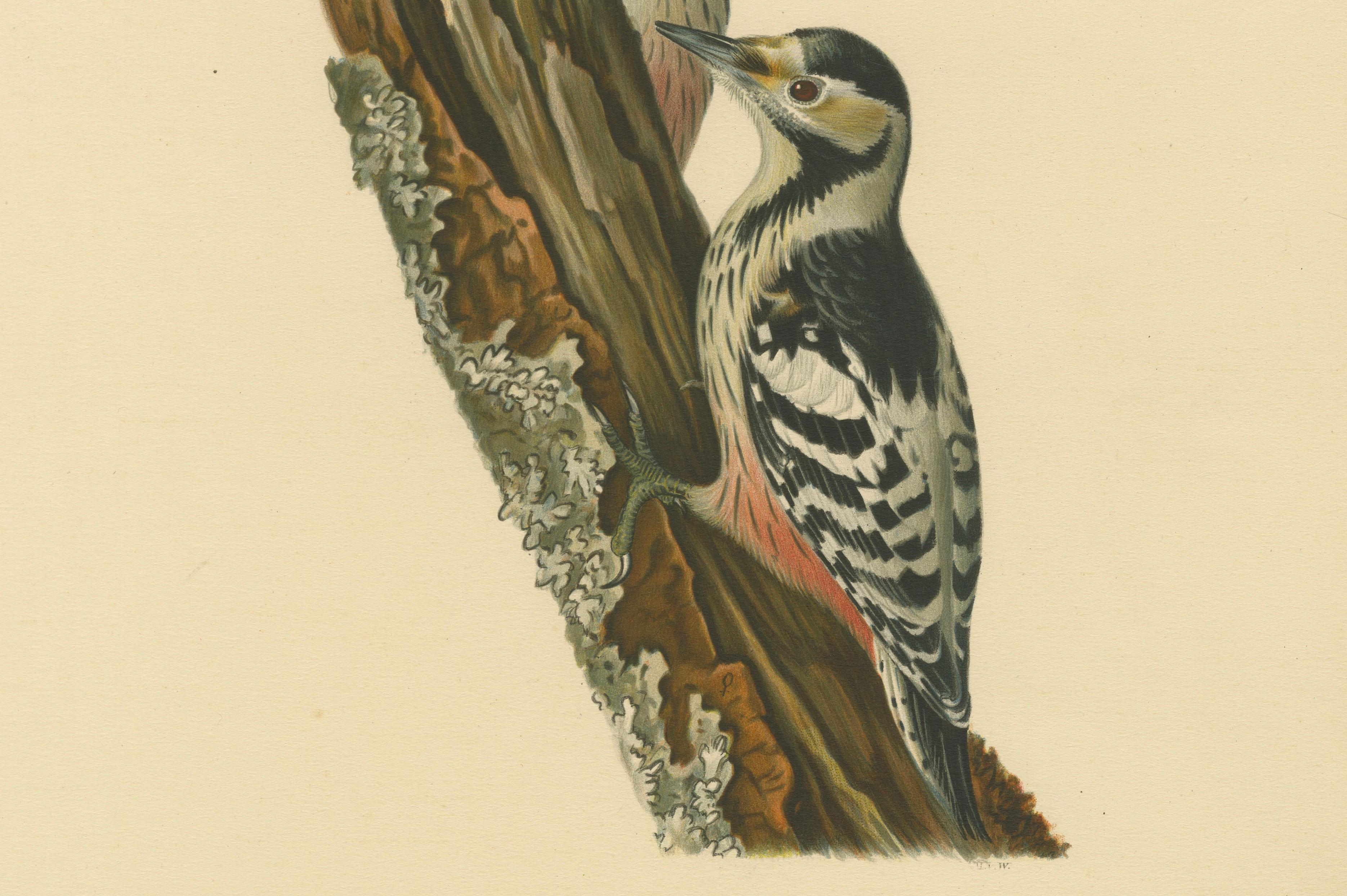 White-Backed Woodpecker Pair on Woodland Trunk – Swedish Bird Print, 1929