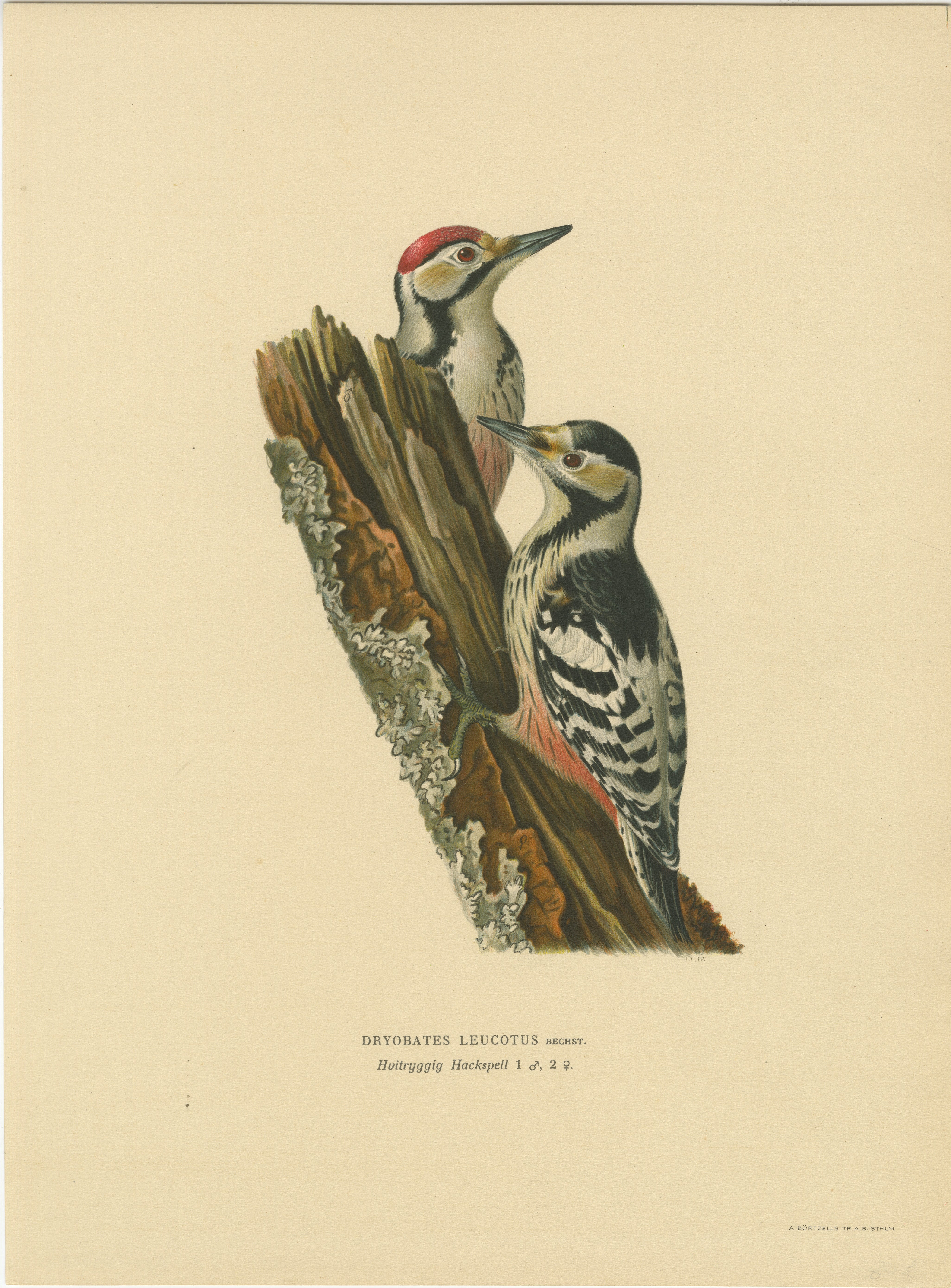 White-Backed Woodpecker Pair on Woodland Trunk – Swedish Bird Print, 1929 For Sale