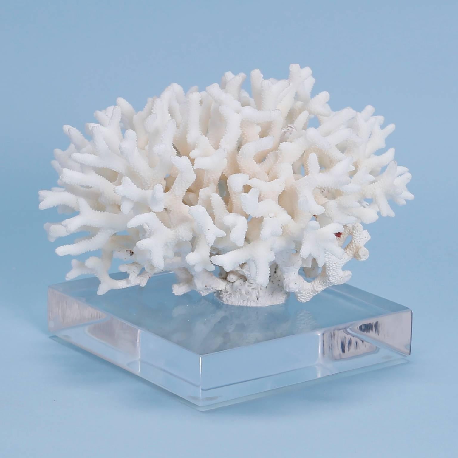 A birdsnest coral specimen with a petite delicate structure, organic textures, and
crisp white palette. Presented on a Lucite base. 

Coral cannot be exported out of the USA without Cities permits. These permits are expensive and time consuming,