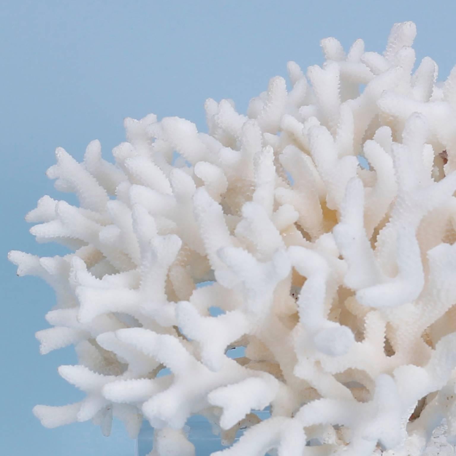 birds nest coral