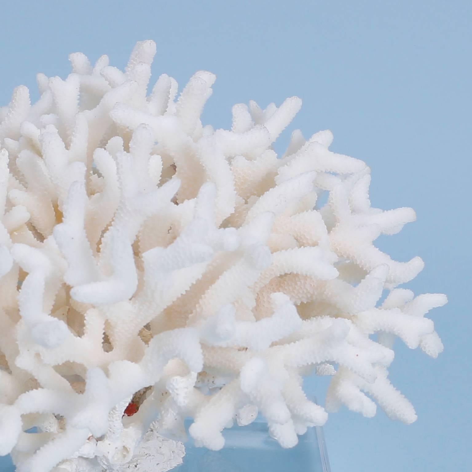Organic Modern White Birdsnest Coral Specimen on Lucite