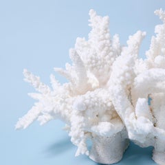 White Branch Coral Sculpture