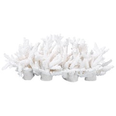 White Branch Coral Sculpture