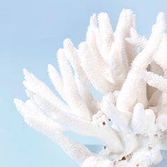 White Branch Coral Sculpture on Lucite