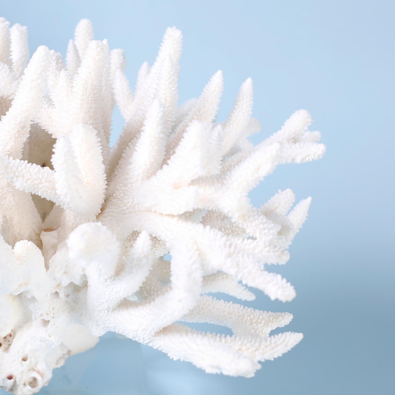 Weiße Korallenskulptur mit weißem Zweig auf Lucite (Moderne der Mitte des Jahrhunderts) im Angebot