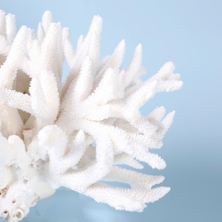 White Branch Coral Sculpture on Lucite For Sale at 1stDibs