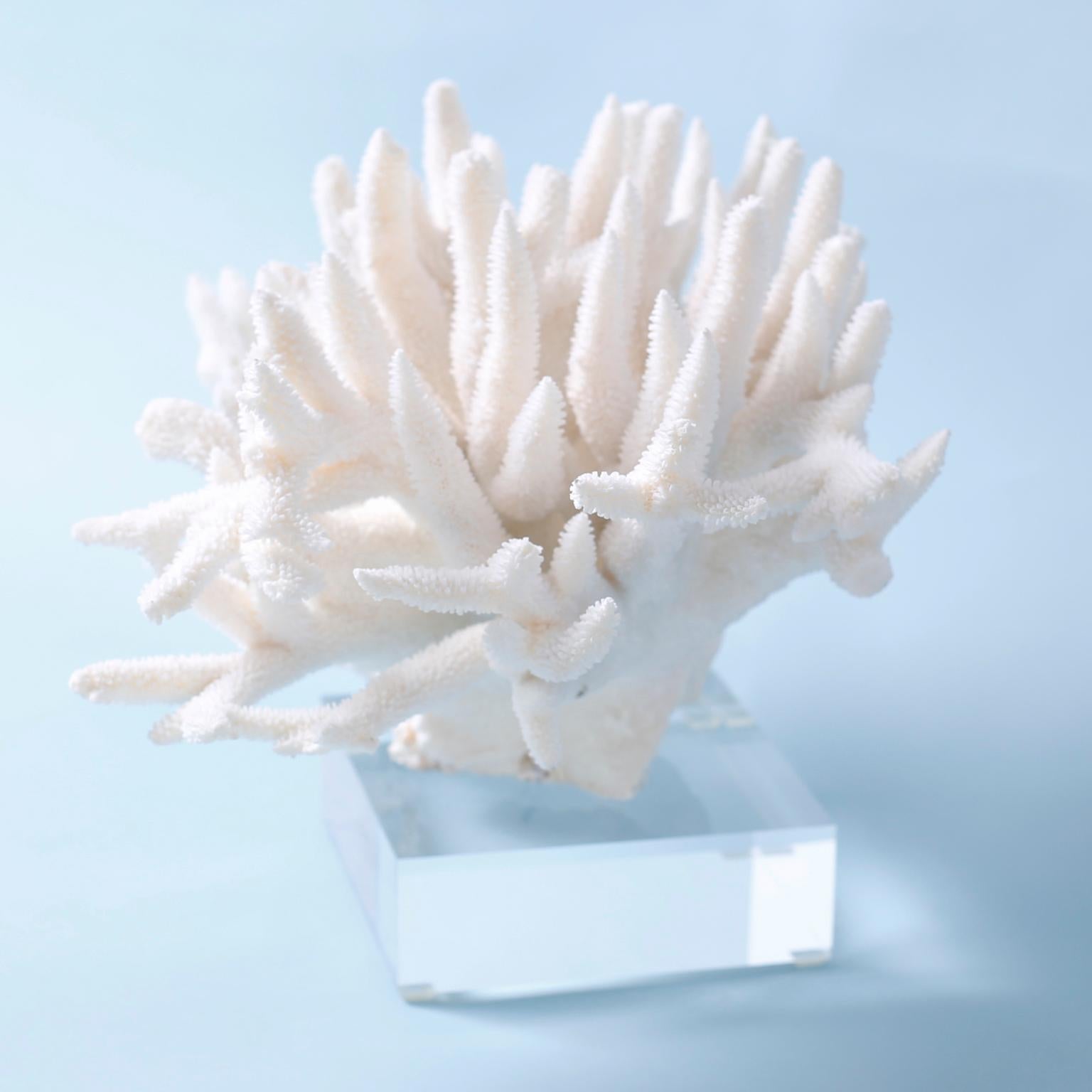 Solomon Islands White Branch Coral Sculpture on Lucite For Sale